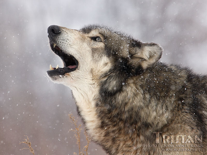 Howling Wolf in Snow — Gray