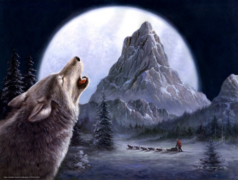 Howling Wolf in Snow — White, Dramatic