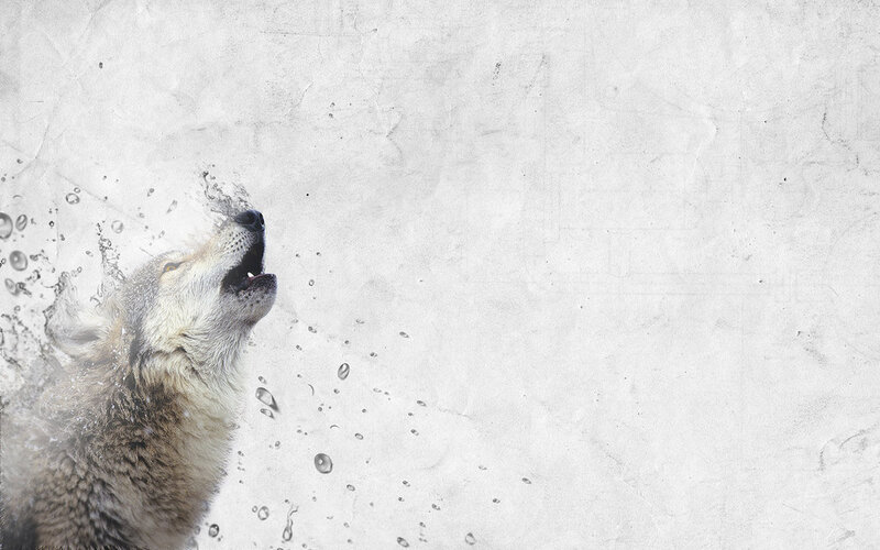 Howling Wolf in Water