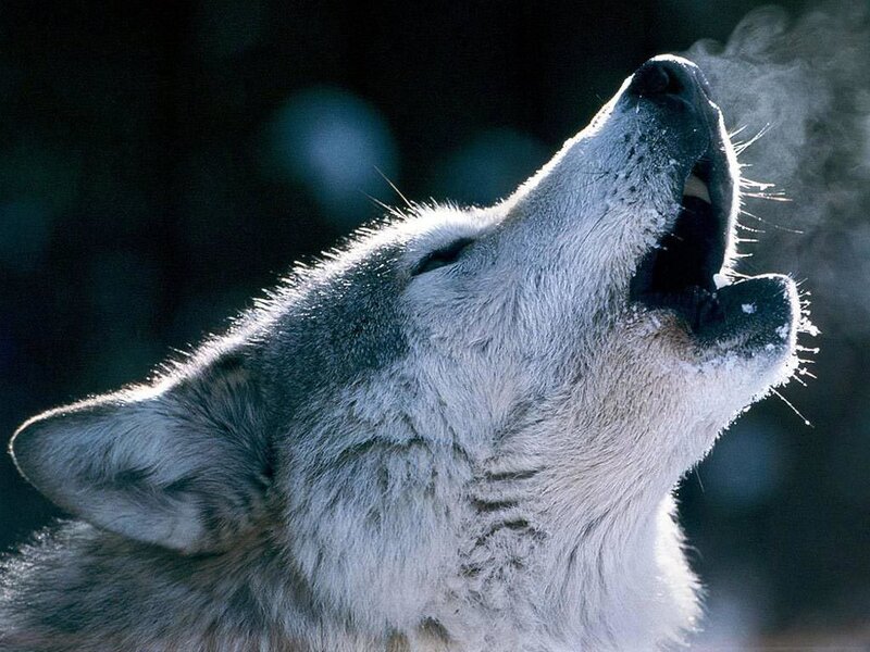 Howling Wolf in Winter — Gray, Dramatic