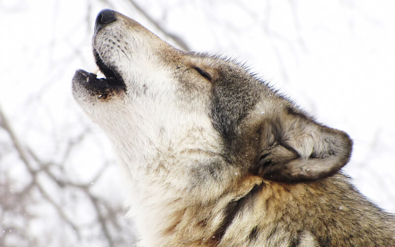 Howling Wolf in Winter — Gray