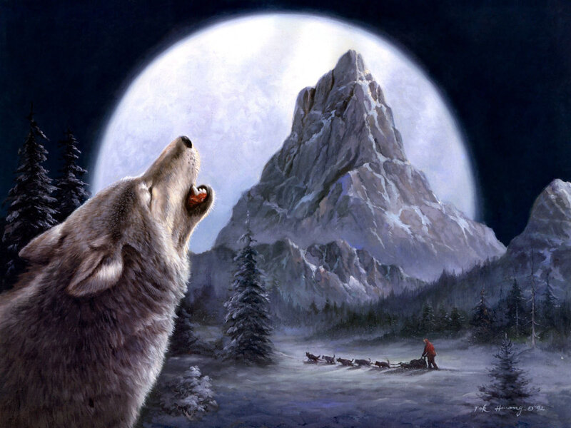 Howling Wolf in Winter
