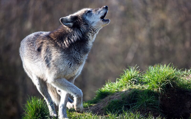 Howling Wolf on Grass