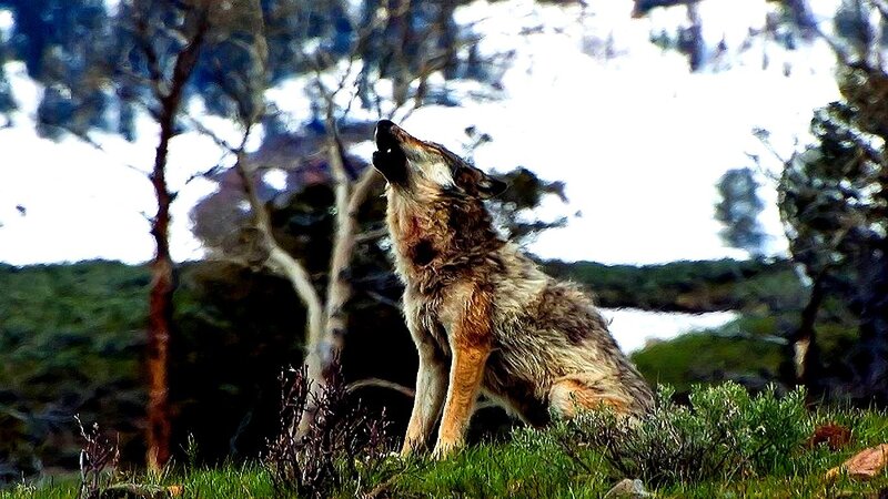 Howling Wolf on Hill