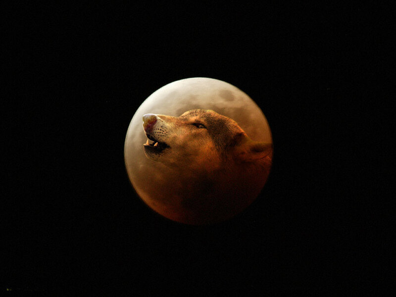 Howling Wolf on Moon