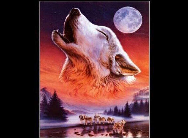 Howling Wolf Pack — Orange