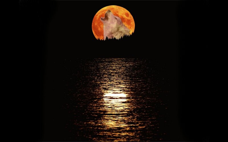 Howling Wolf under Moon — Black, Dramatic, Night
