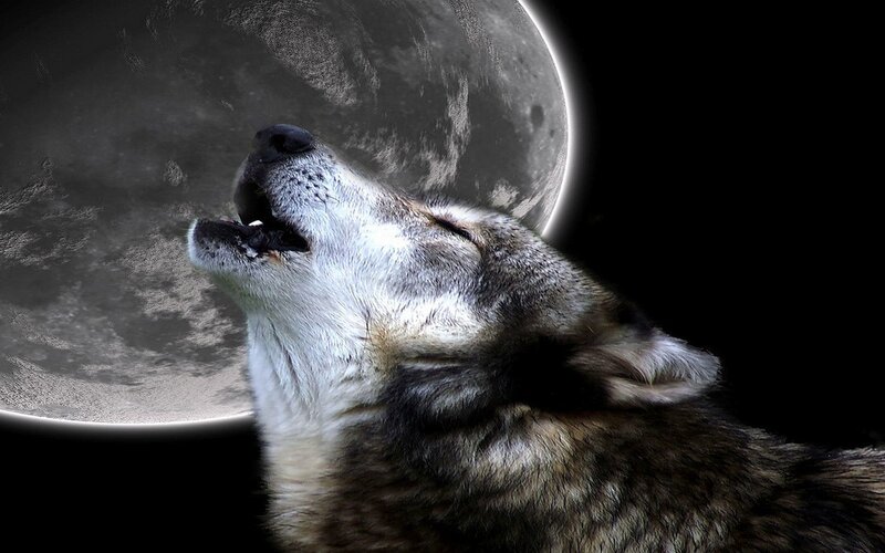 Howling Wolf under Moon — Black