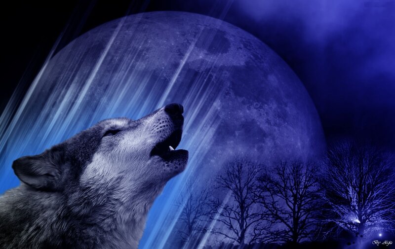 Howling Wolf under Moon — Blue, Dramatic, Night