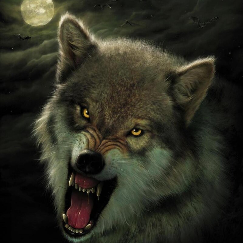 Howling Wolf under Moon — Gray