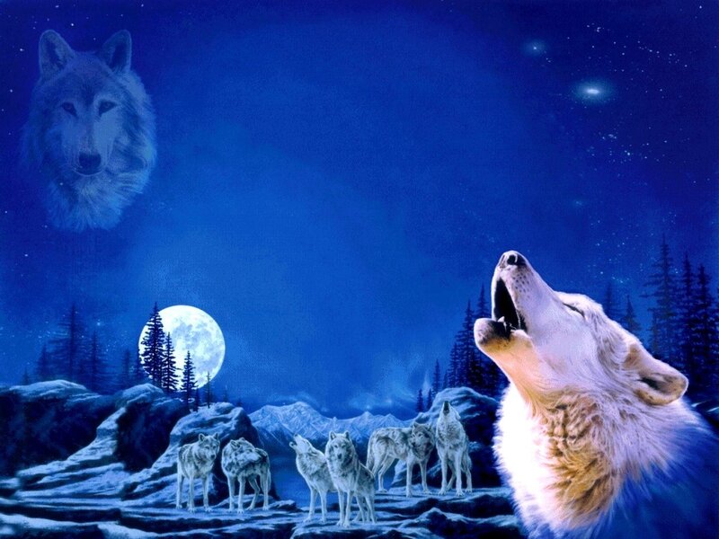 Howling Wolves at Night
