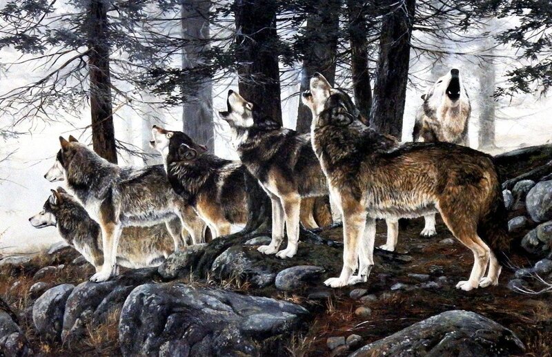 Howling Wolves in Forest