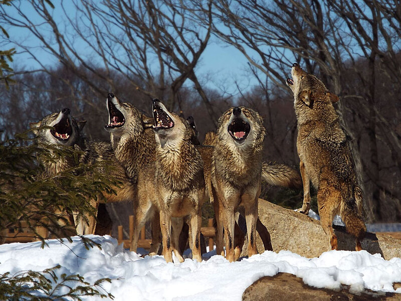 Howling Wolves in Snow