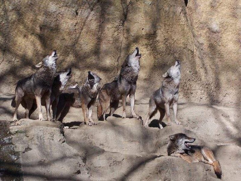 Howling Wolves on Rocks