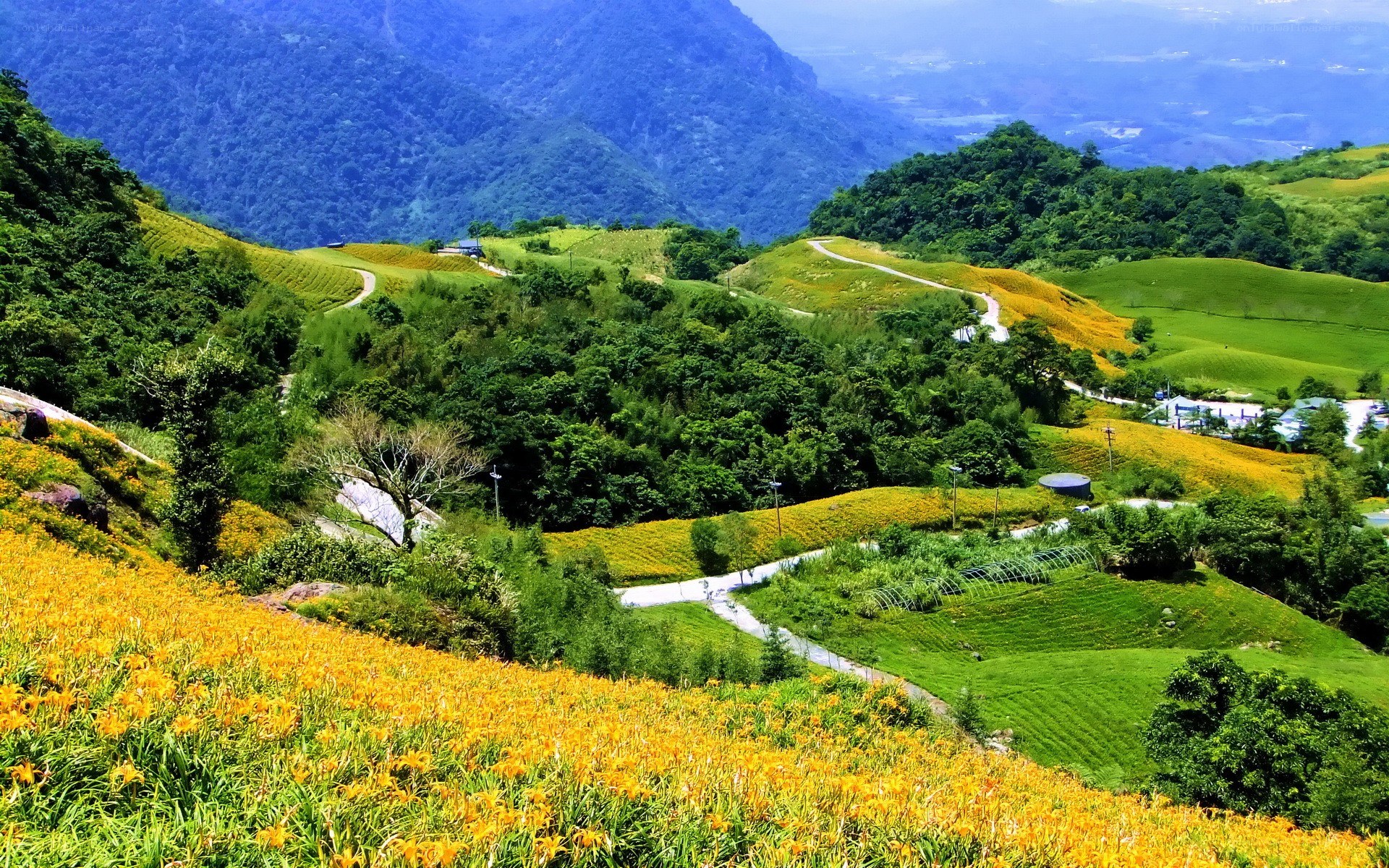 Huangshan Hills with Flowers