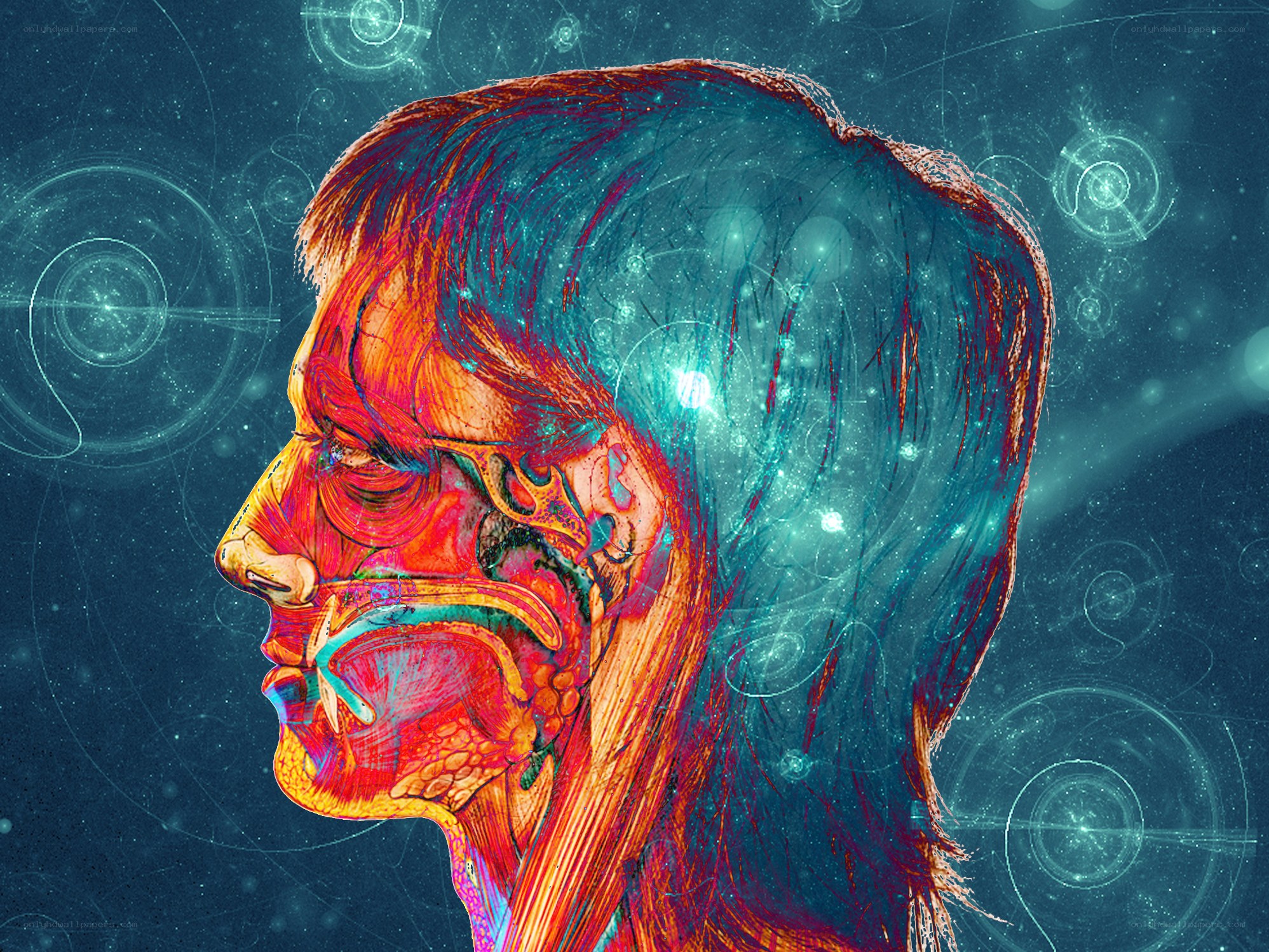 Human anatomy and consciousness