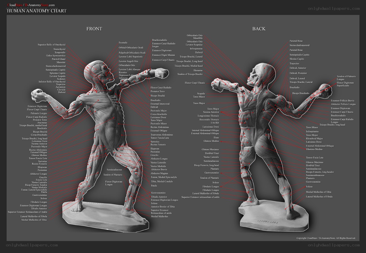 Human anatomy chart