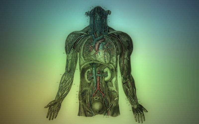 Human anatomy diagram