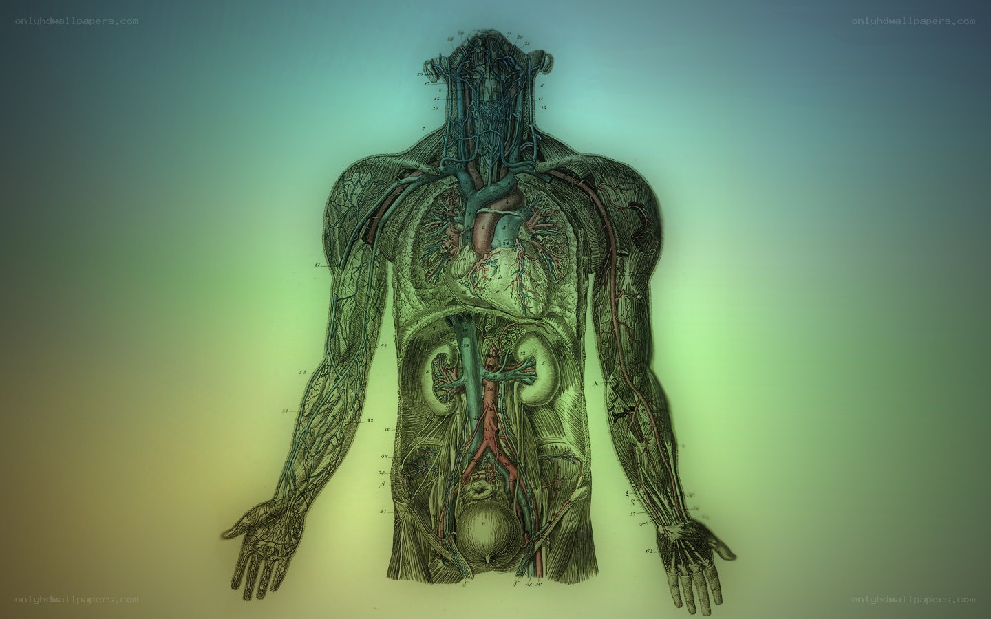 Human anatomy diagram
