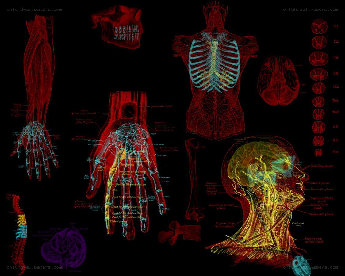 Human anatomy diagrams