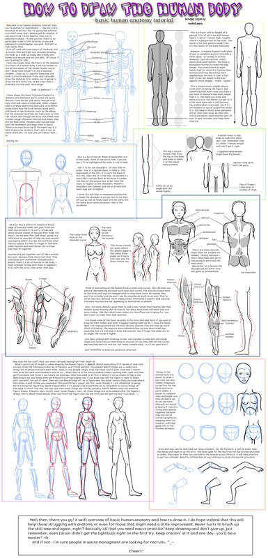 human anatomy drawing tutorial