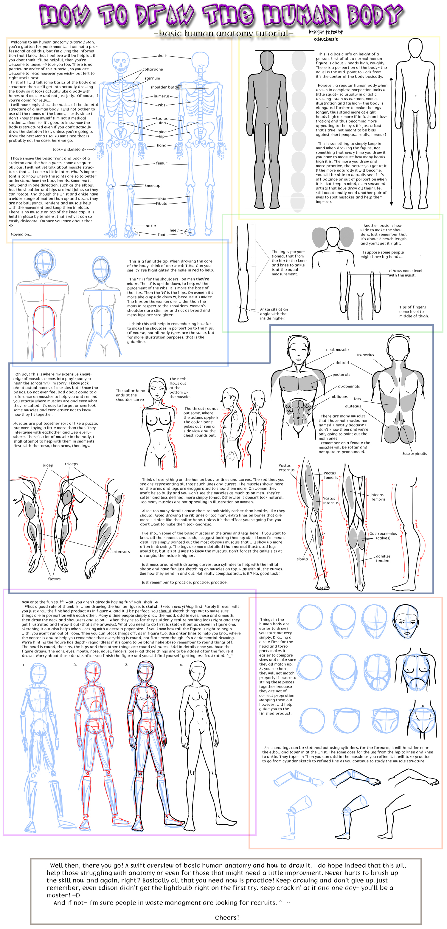 human anatomy drawing tutorial