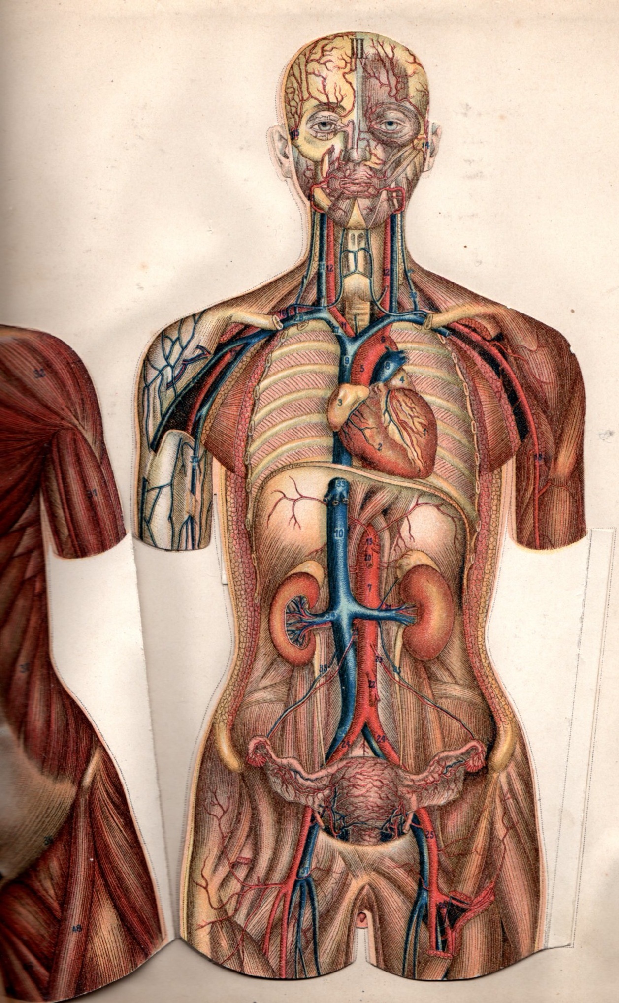 Human anatomy illustration