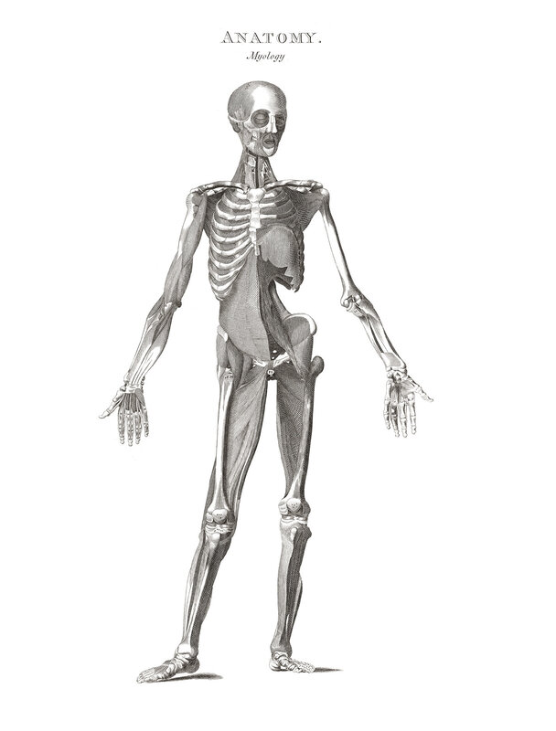 Human anatomy myology illustration