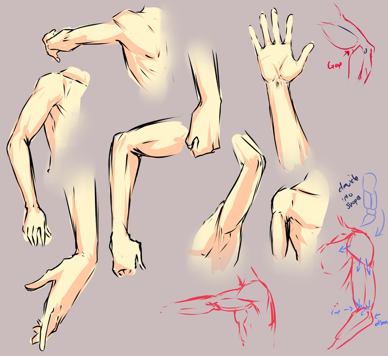 human anatomy study sketches