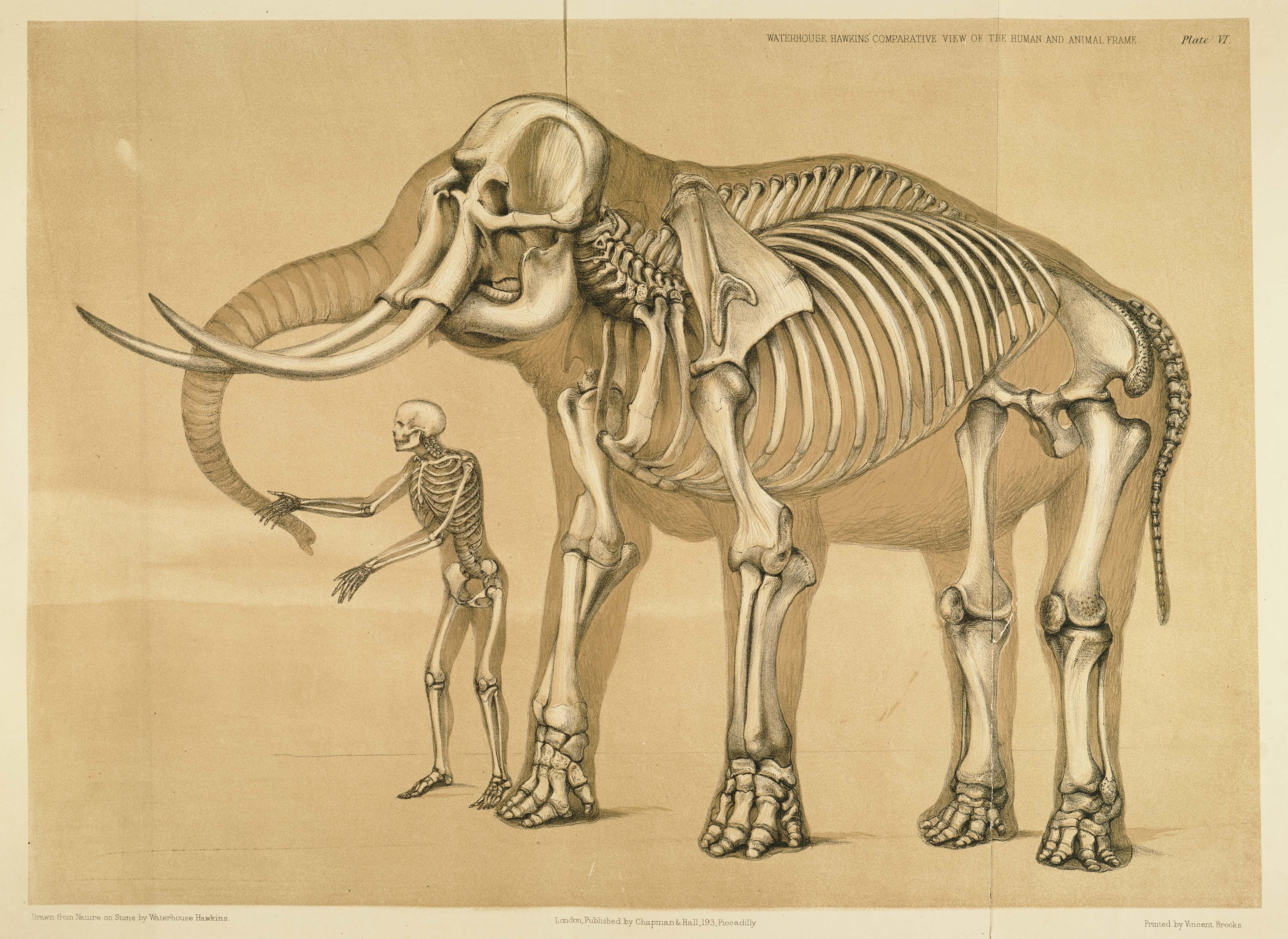 Human and Elephant Skeletons