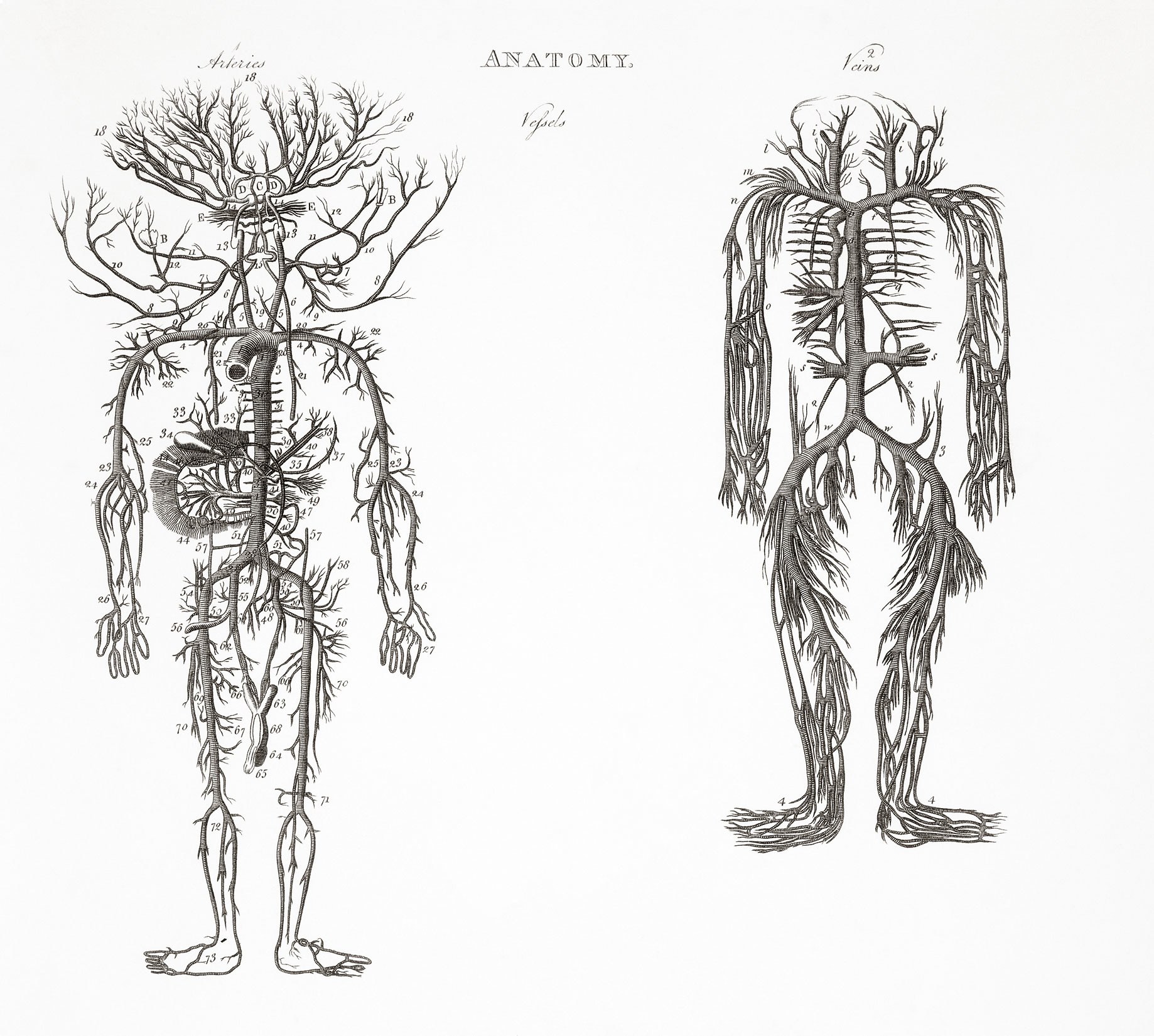 Human Arteries and Veins Anatomy
