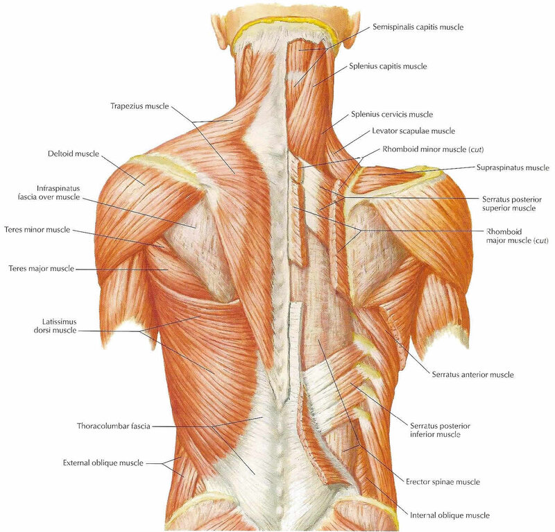 Human back muscles diagram