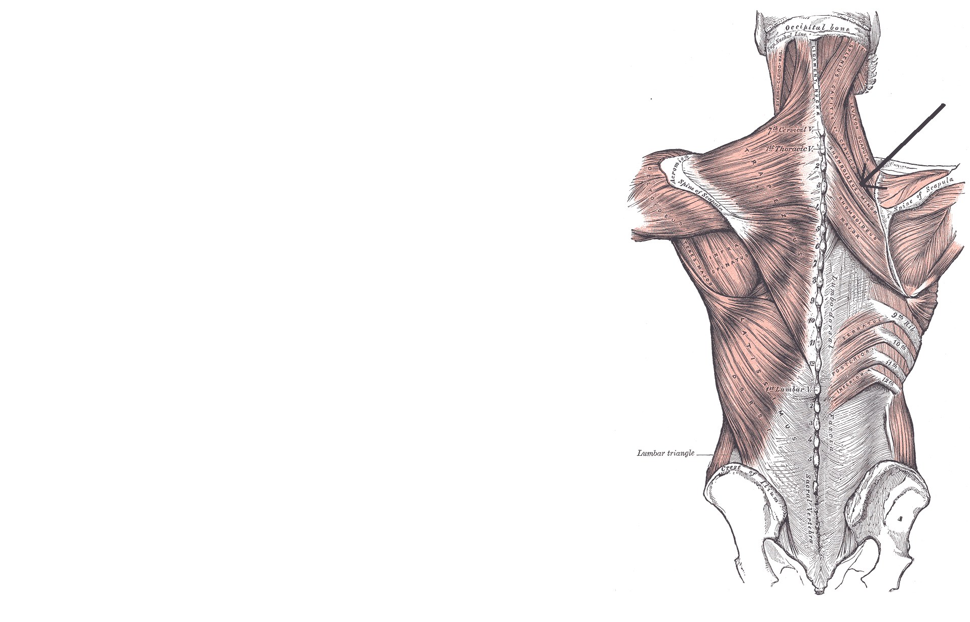 Human back musculature diagram