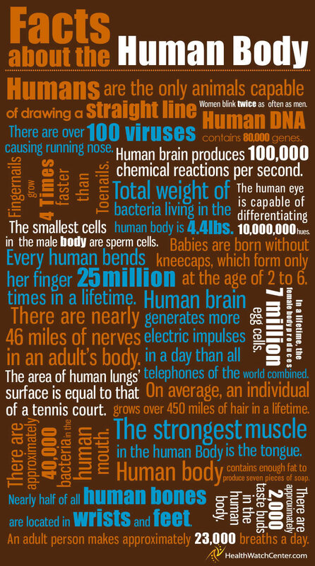 Human Body Facts Infographic