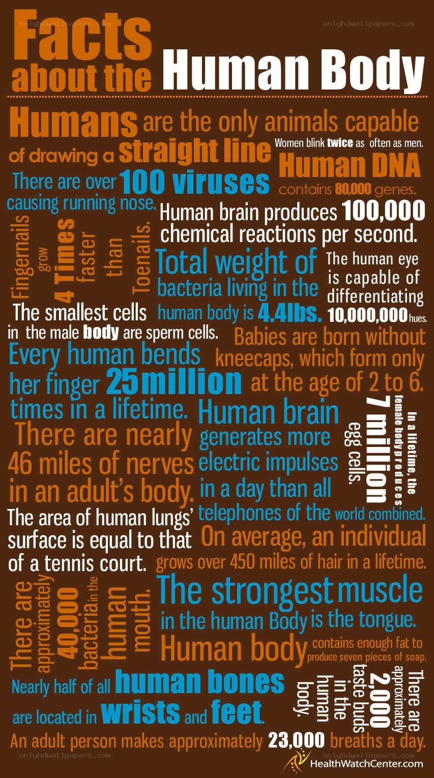 Human Body Facts Infographic