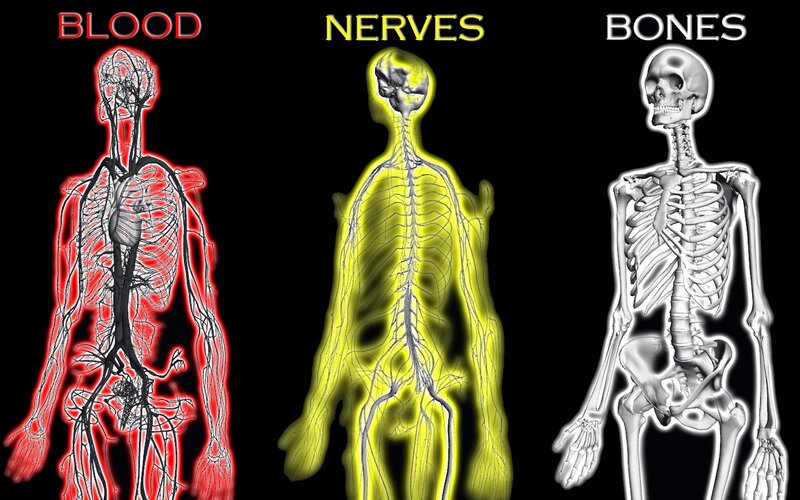 Human body systems diagram