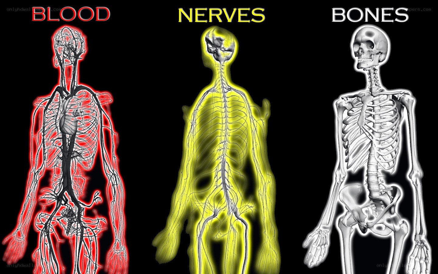 Human body systems diagram