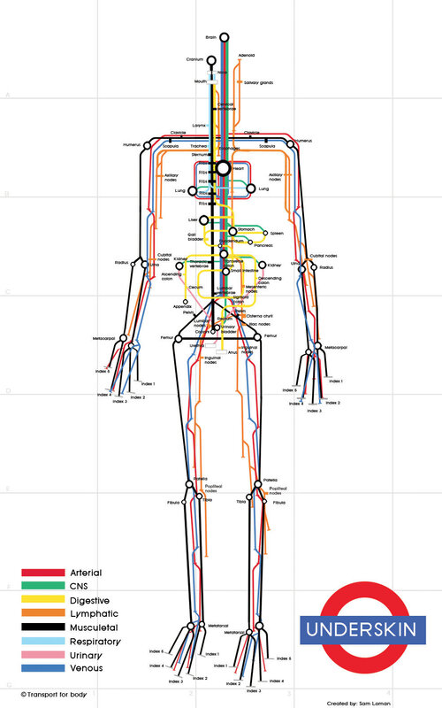 Human Body Systems