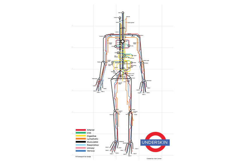 Human Body Systems — White