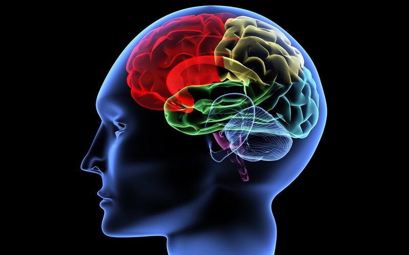 Human Brain Anatomy — Blue, Scientific