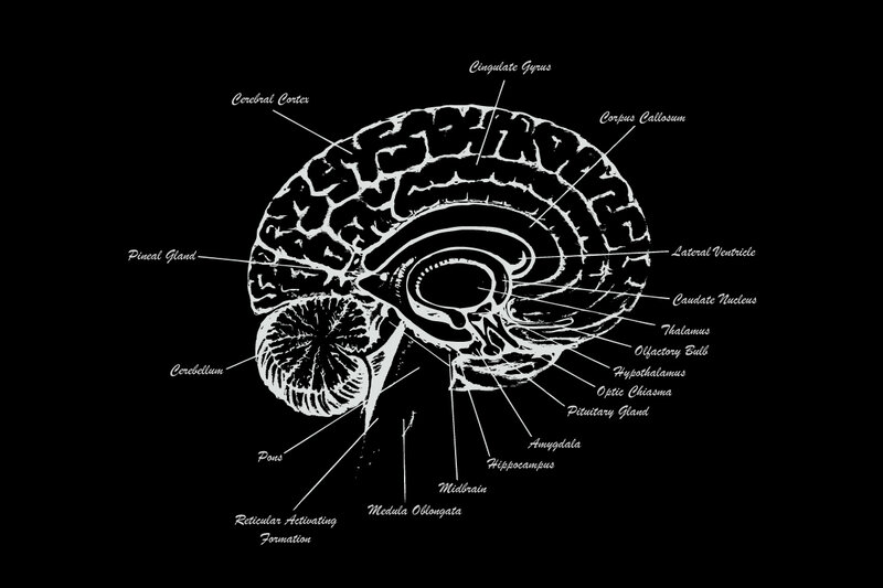 Human brain anatomy diagram