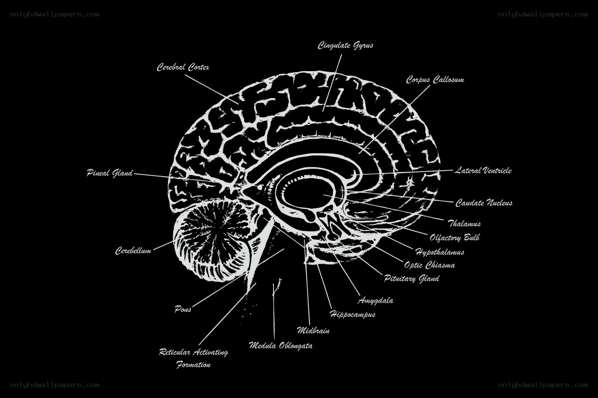 Human brain anatomy diagram