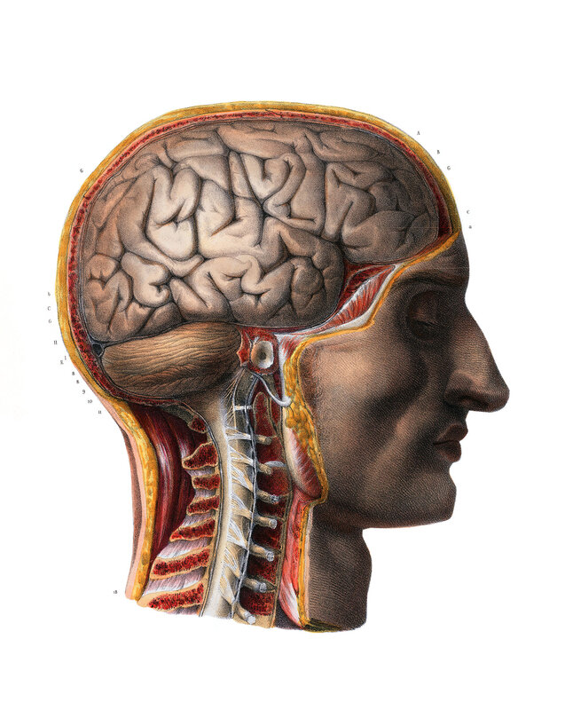 Human brain anatomy diagram