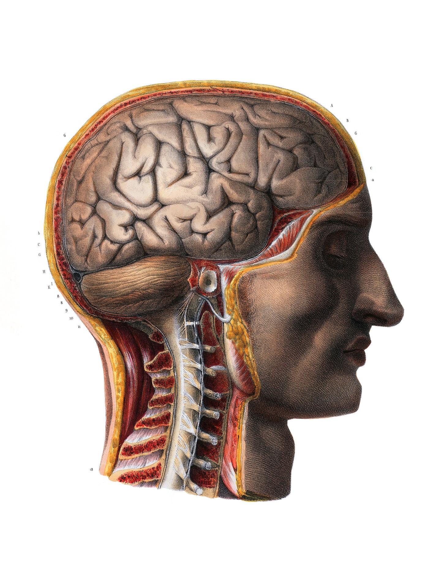 Human brain anatomy diagram