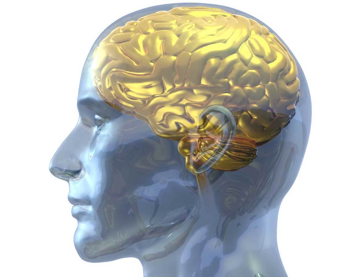Human brain anatomy illustration