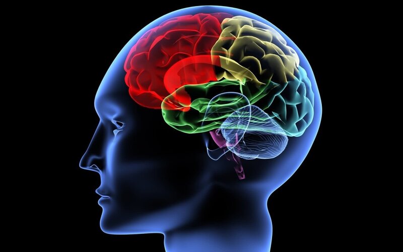 Human brain anatomy illustration