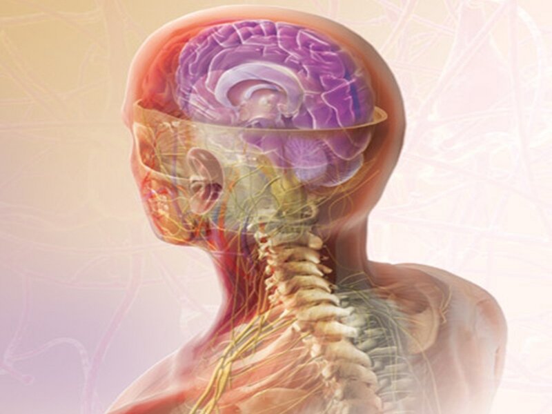 Human Brain and Nervous System — Purple