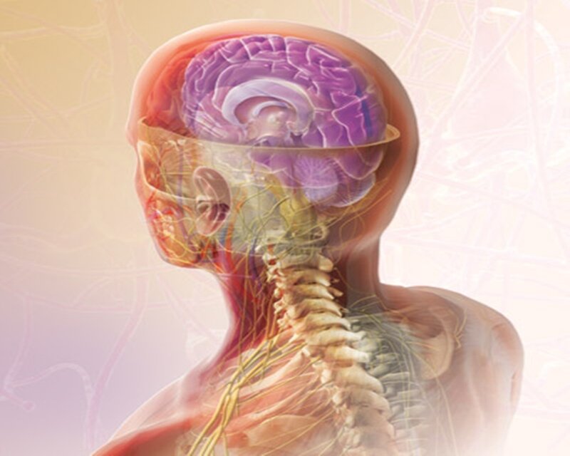Human brain and nervous system