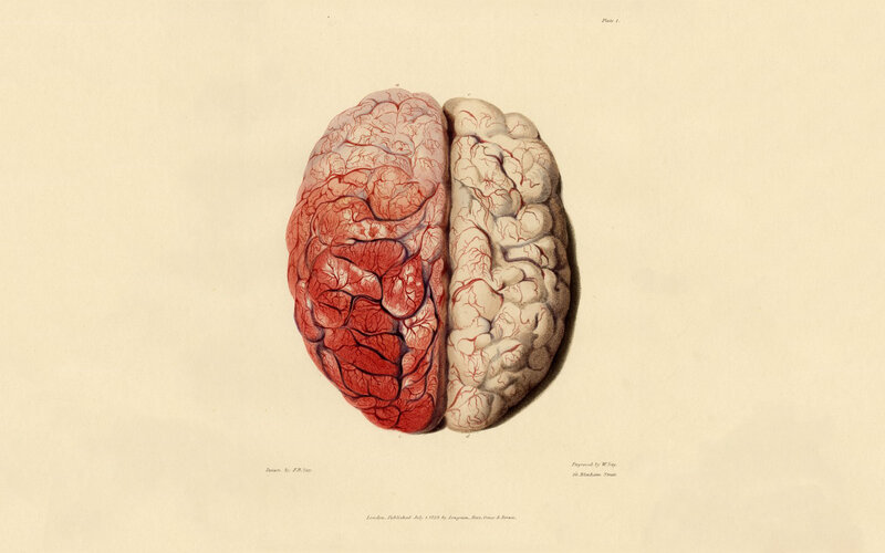 Human Brain Illustration — Red
