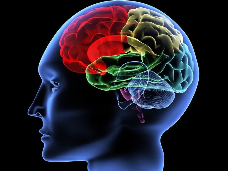 Human Brain in Profile